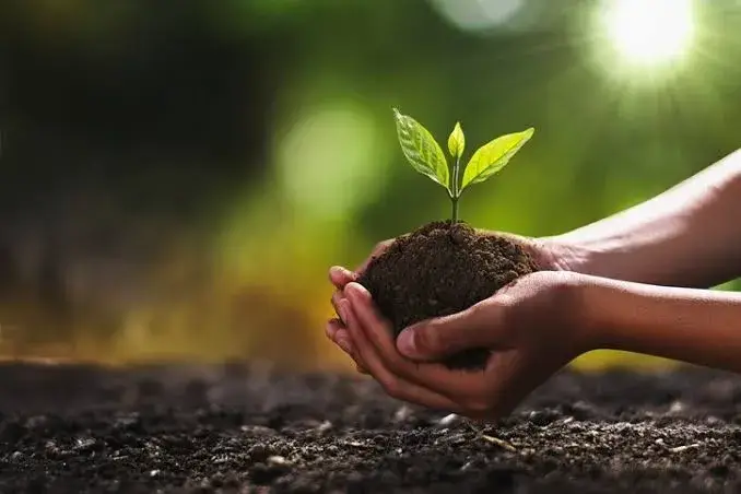 Plant-health-An-important-factor-to-reconsider-in-One-Health