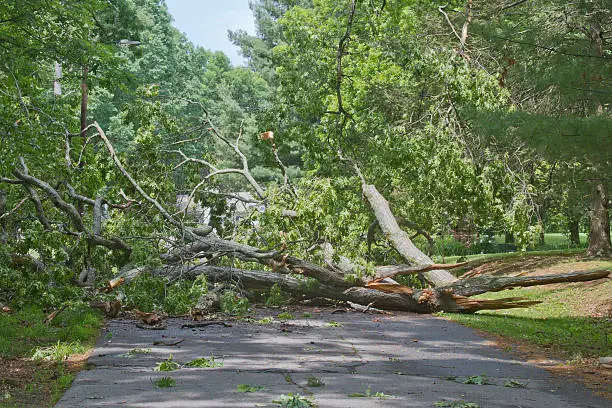 A large oak tree brought down by a storm lies crumbled and broken across a road completely blocking access